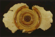 C2140 — Wall Sculpture