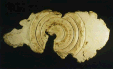 C2142 — Wall Sculpture