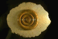 A2064 — Wall Sculpture