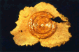 B2135 — Fiesta Wall Sculpture