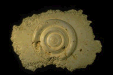 C1156 — Wall Sculpture