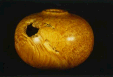 C2145 — Hollow Vessel